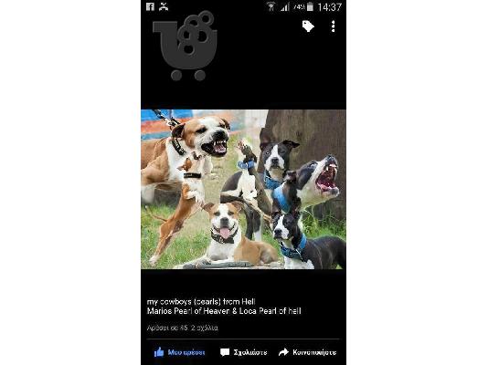 American staffordshire terrier απο τα καλυτερα αιματα 6979314054